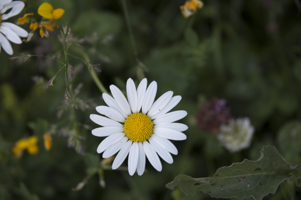 Blumen Gufer