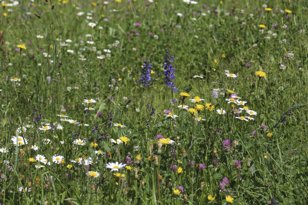 Blumen Gufer