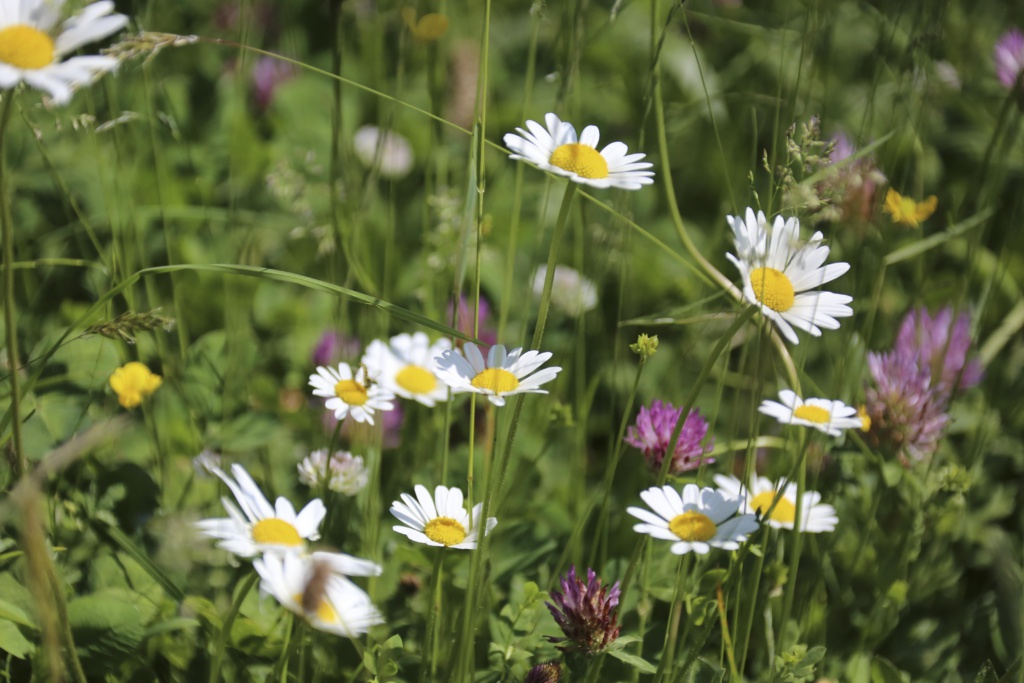 Blumen Gufer
