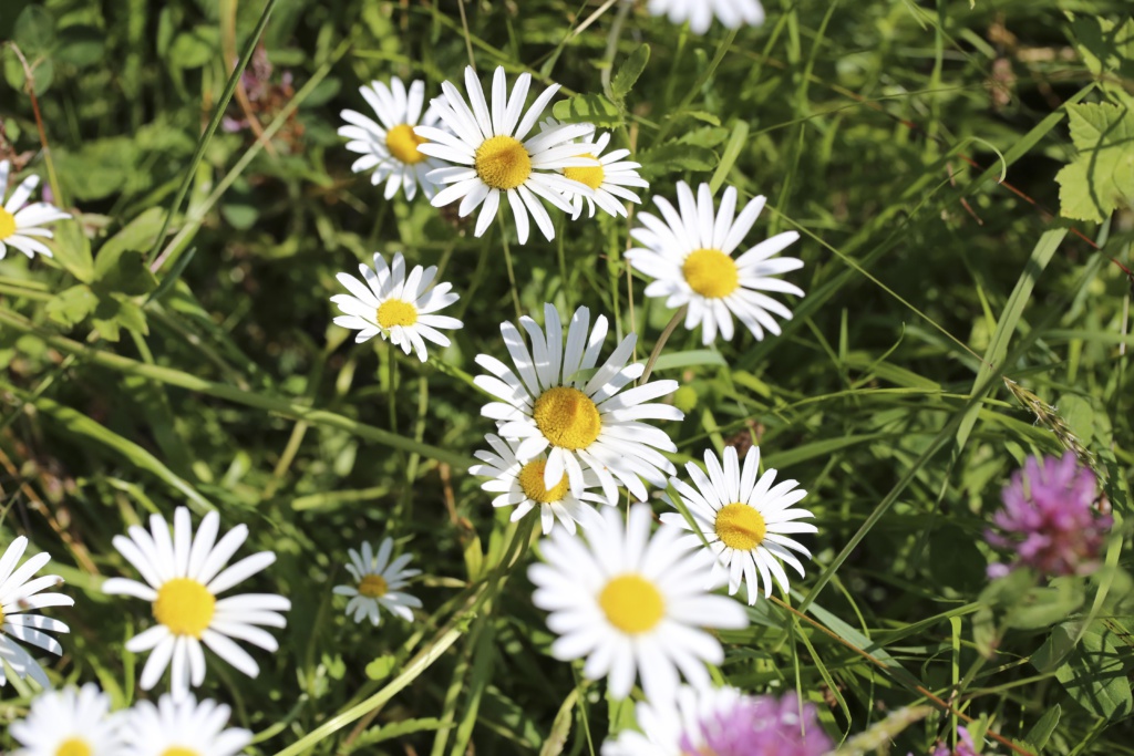 Blumen Gufer