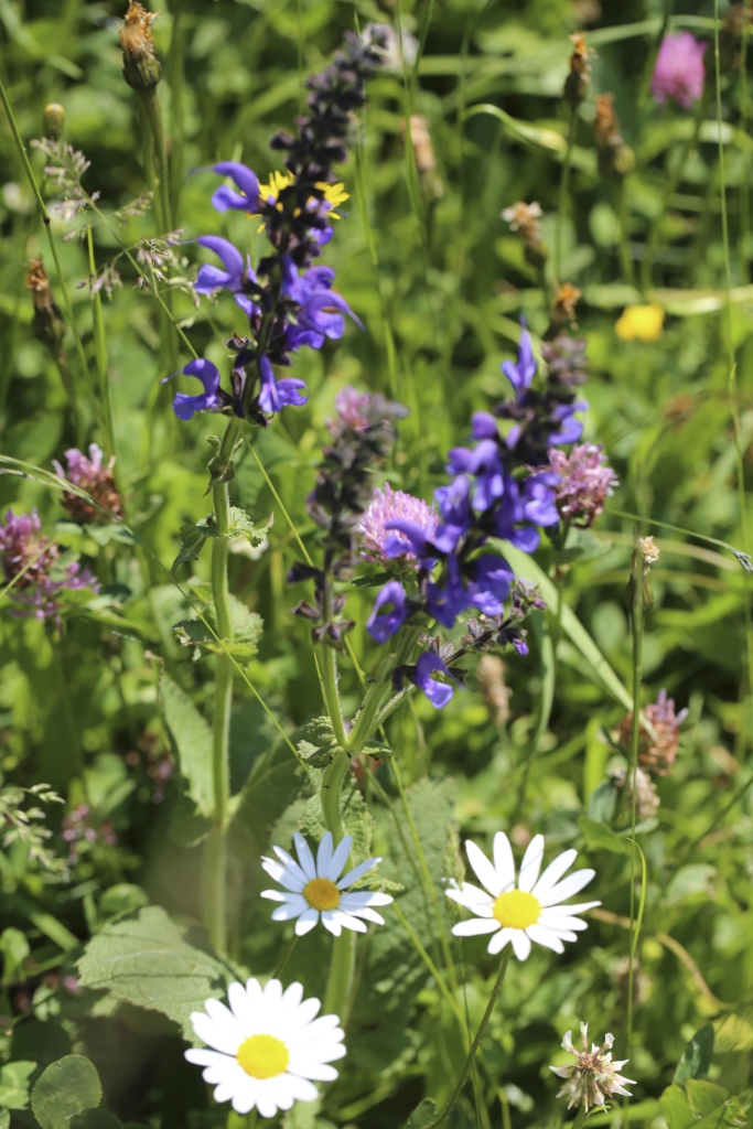 Blumen Gufer