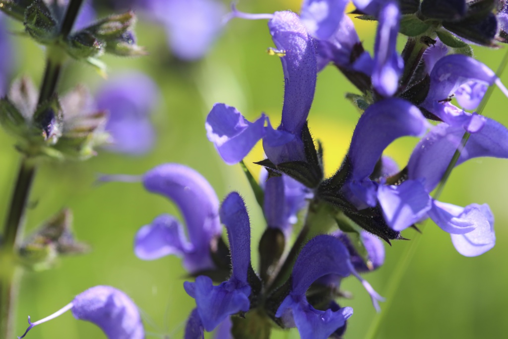 Blumen Gufer