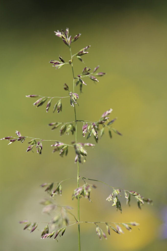Blumen Gufer
