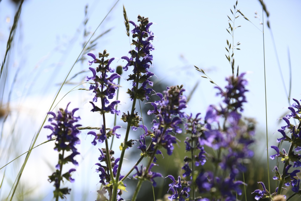 Blumen Gufer