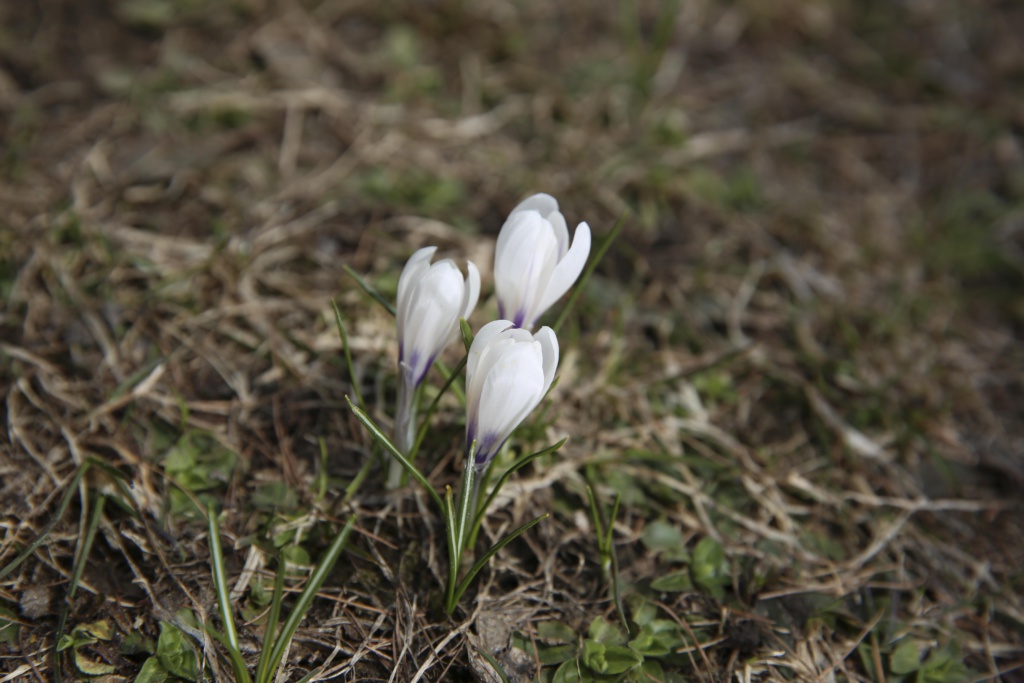Blumen Gufer
