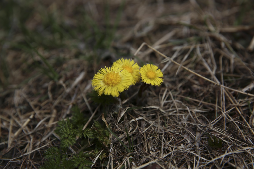 Blumen Gufer