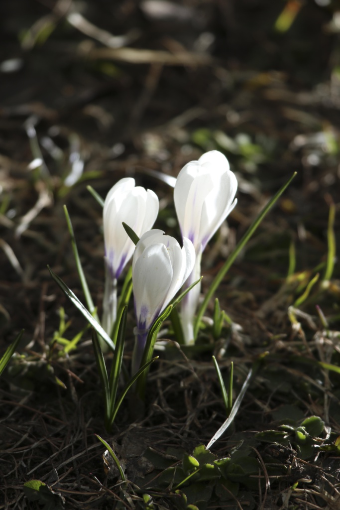 Blumen Gufer