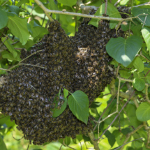 Bienen (1 von 5)