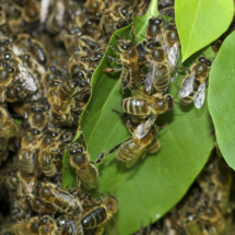 Bienen (2 von 5)