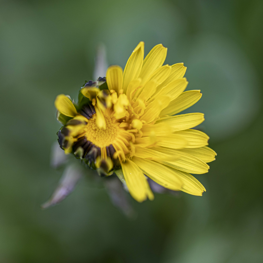 Blumen